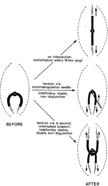 FIGURE 6.-Diagrams experimental intervention (uppermost diagram) and with experimental intervention (lower two illustrating mal-orientation (left) and its consequences (right) without diagrams)