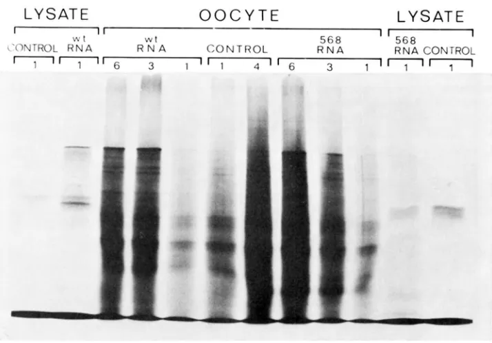 FIGURE 1 or 6 :%-methionine proteins on a molecular weight of approximately resolved by SDS-gel electrophoresis