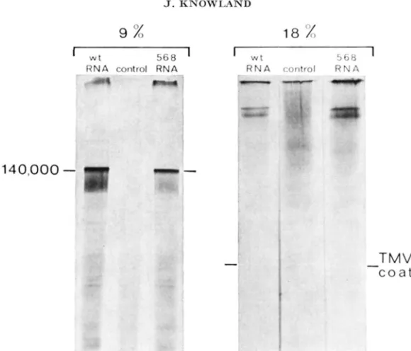 FIGURE 2.-TransIation hatcd in ICvaline q% from the of TMV-RNA in oocytes: elrctrophoresis of IC-valinr proteins on a and 18% SDS-gel