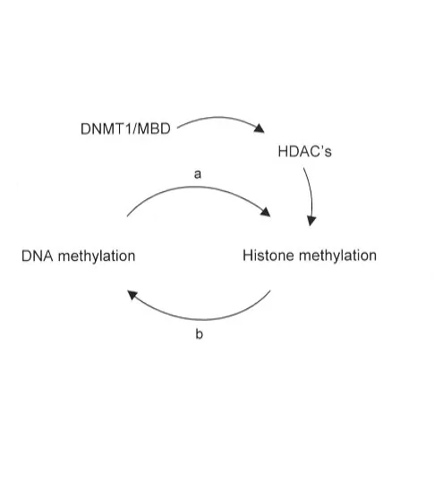 Figure 1.1 DNA methylation and histone methylation may interact in a self-perpetuating 