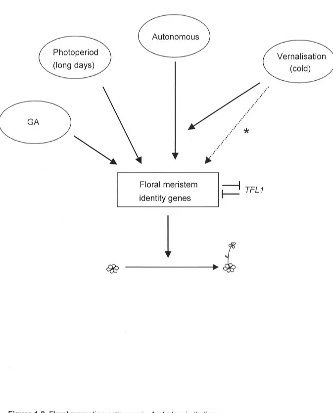Figure 1.2. Floral promotion pathways in Arabidopsis thaliana. 