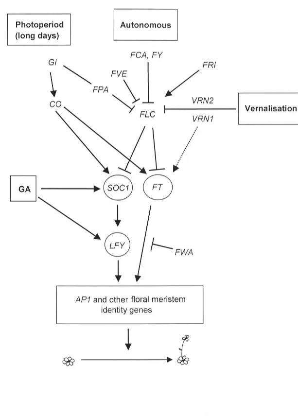 Figure 1.3. Interactions among floral promotion pathway genes in Arabidopsis tha!iana