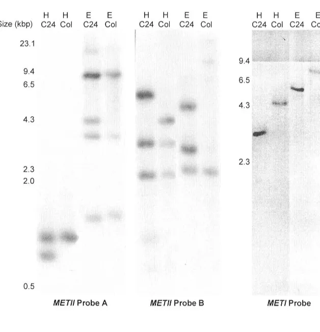 Figure 3.2a Southern analysis of the METIi and MET/ genes in C24 and Columbia (Col) 