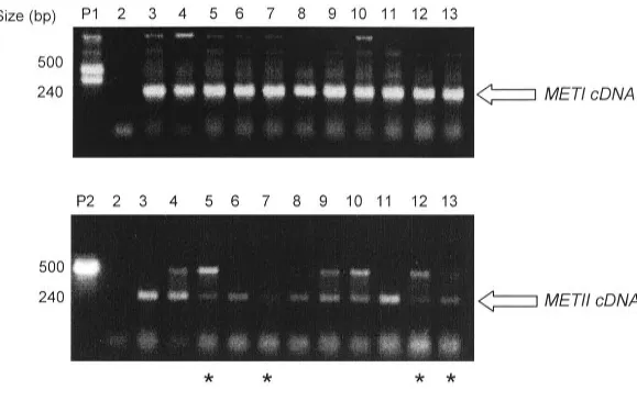Figure 3.5 Initial RT-PCR screening of METIi transgenic lines separated on 2°/o agarose 