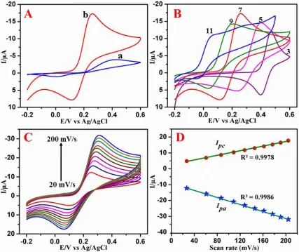 Figure 2.  (A) CV of bare SPCE (a) and Co3O4/SPCE (b) in the presence of 500 μM CA in 0.05 M PB solution (pH 7.0) with scan rate 50 mVs-1 (B) CVs of Co3O4/SPCE in 500 μM CA solutions in various pHs