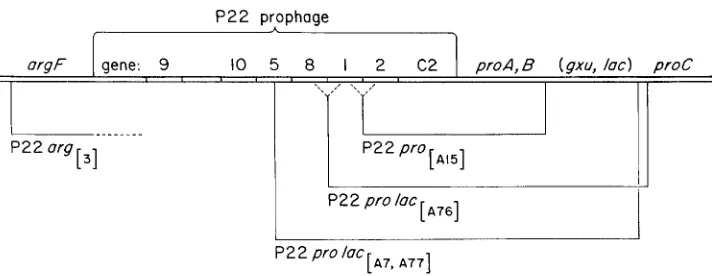 FIGURE 2.4tructure horizontal lines below the genetic map indicate the extent that of specialized transducing phage