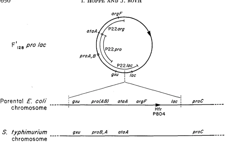 FIGURE 4.-Suggested is low the terial included in the three types tion is based only on homology with the map order in of derived