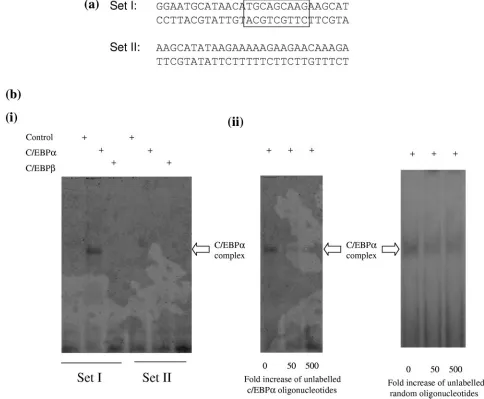 FIG. 6. C/EBP binds upstream of the ORF 50 RE within the ORF 9 promoter. (a) Schematic representation of the oligonucleotide primersgel