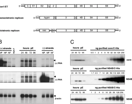 FIG. 1. Quantiﬁcation of HCV RNA and nonstructural proteins in Huh-7 cells transfected with a full-length genome