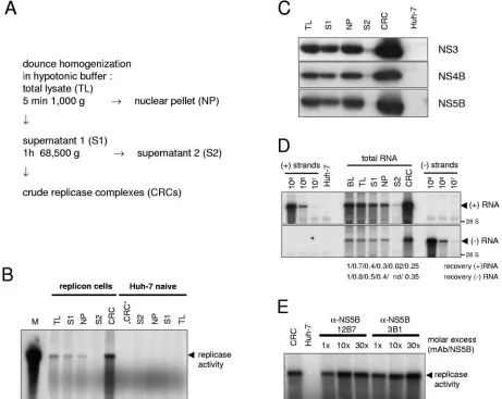 FIG. 2. Preparation and characterization of CRCs from HCV replicon cells. (A) Schematic diagram of the CRC preparation protocol.(B) Analysis of in vitro replicase activity in total lysates (TL) and different subcellular fractions of replicon cells (left half) and naive Huh-7 cells