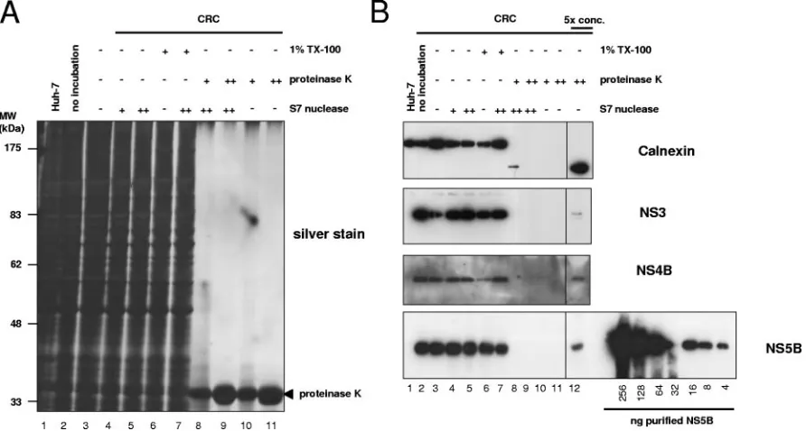 FIG. 5. Effect of proteinase K digest on cellular proteins and quantiﬁcation of protease-resistant HCV nonstructural proteins in CRCs