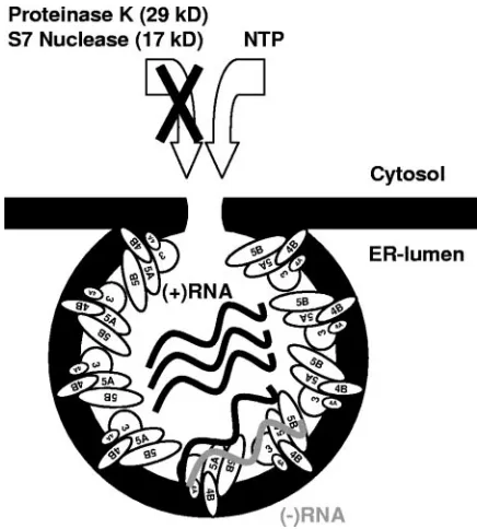 FIG. 6. Schematic model of the HCV replication complex. HCVNS proteins are indicated by ellipses; black and gray wavy lines rep-