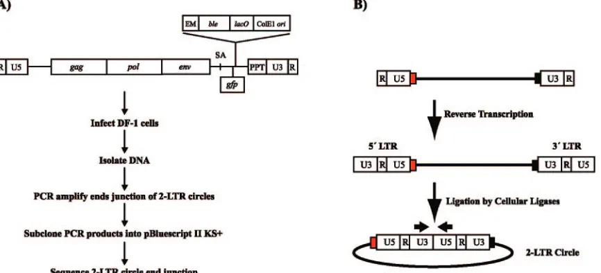 FIG. 2. (A) Viral RNA genome of RSVP(A)Z1-LTRgfpenvorigin of replication (expressed under the control of the viral LTR