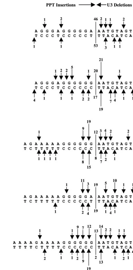 FIG. 4. Miscleavages of the wild-type and alternate PPTs by the RSV RT at the PPT-U3 junction