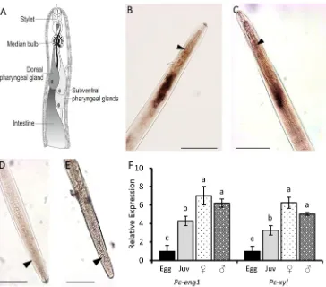 Fig 2. Pc-eng-1 and Pc-xyl are expressed in the pharyngeal gland cells throughout nematode development.Schematic representation of a plant-parasitic nematode (A) outlines the pharyngeal gland cells where the digoxigenin-labelled probes of Pc-eng-1 (B) and 