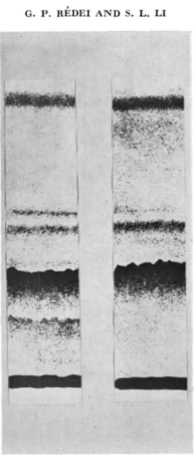 FIGURE 2.Separation of leaf pigments hy paper chromatography. Left rophyll-a, xanthophylls, carotenes