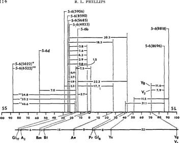 FIGURE 1.-Gross intensities with the gross cytological position of the genes and the solid vertical lines indicate the interchange breakpoints