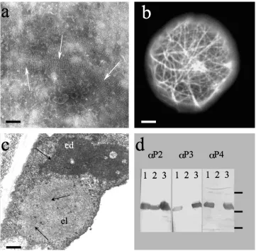 FIG. 1. Characterization of biochemical and biological properties of mutant P2Rev5. (a) Crude extracts of Sf9that can no longer bind P3 [21, 37]), and P2Rev5 were loaded in lanes 1, 2, and 3, respectively
