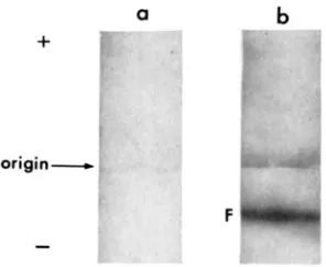 FIGURE 6.-The P22) reciprocal experiment using untreated (Cry, protlucecl the same result except that here, increasing amounts of MH-treated the appearance appearance of the F band in zymograms from untreated Class I1 (CIF, line epicotyls extracted in the 