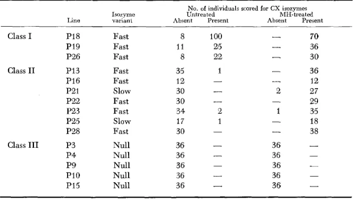 TABLE 4 Frequency of CX isozymes bands in different inbred lines with and without MH treatment 