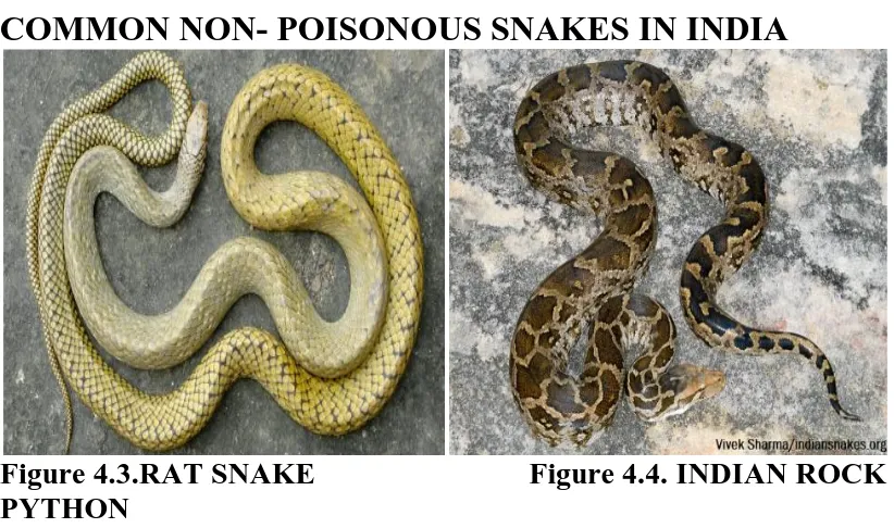 Figure 4.1. KING COBRA  Figure 4.2. HUMP NOSED PIT VIPER  