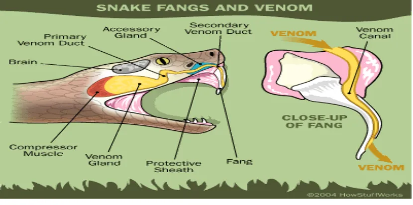 Fig.4) Snake venom apparatus 