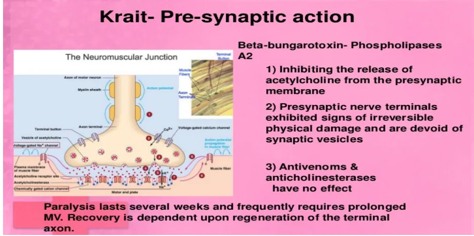 Fig. 7).Neuro muscular blockade mechanism of Krait Venom 