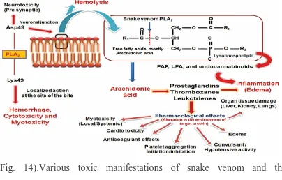 Fig. 14).Various toxic manifestations of snake venom and their 