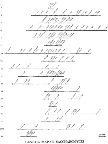 FIGURE 1,-Linkages established by tetrad or random respectively. The sequence lines; spore analysis are represented by solid those determined by mitotic and trisomic analysis are indicated by dashed and dotted lines, of genes within parentheses has not bee