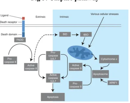 Fig 3: Caspase pathway 
