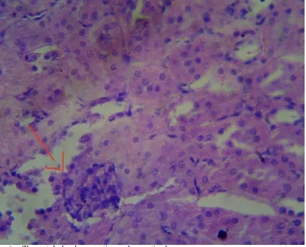 Fig V: Histopathological study of kidney tissue in animals treated with 200mg/kg GP 
