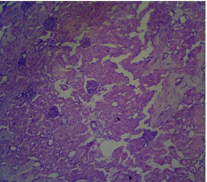 Fig VII: Histopathological study of kidney tissue treated with 600 mg/kg GP 