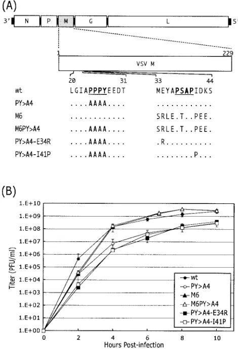FIG. 1. Growth kinetics of the M6, M6PY�viruses, which possess single amino acid substitutions at positions 34and 41 of the M protein of the PYgenome with the(amino acids 1 to 229) is expanded, and the sequences of amino acids20 to 31 and amino acids 33 to