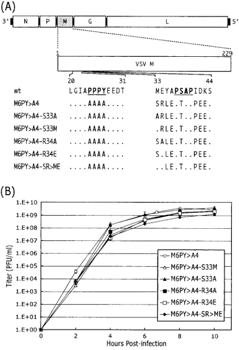 FIG. 3. Growth kinetics of the recombinant viruses, which possesseither the upstream four or the downstream three amino acids of the