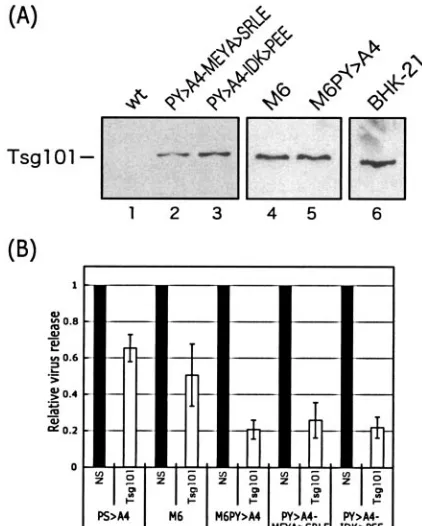 FIG. 5. (A) Packaging of endogenous tsg101 into virions. Westernblotting using anti-tsg101 antiserum to detect endogenous tsg101 pack-