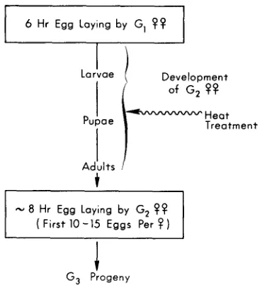 FIGURE 1 .-Outline of “pupal system” for recovering a synchronized oocyte population. 