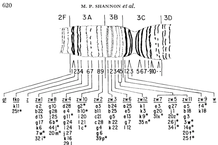 FIGURE 2.-Cytological chromosome. Only the mutants investigated are indicated. Mutants for which lethality patterns were not determined are marked position of complementation groups in the 3A-3C region of the X by asterisks