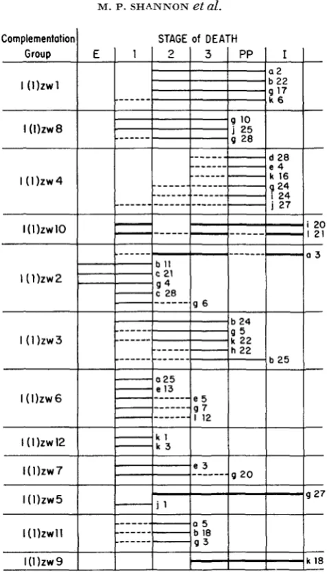 FIGURE 3.-Ontogenetic less than mutant, and a thin line indicates a lethal mutant. larval instar; 3, third larval instar; distribution of death of 41 zw mutants