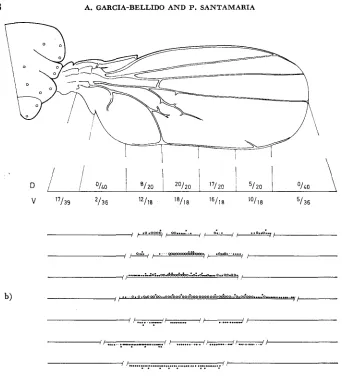 FIGURE 6.-Cell in each region, b) formation depending on their location in the figures represent the fraction of transformed structures separate dorsal 0: dorsal or ventral-row-like bristles; penetrance of the en transformation in the posterior margin
