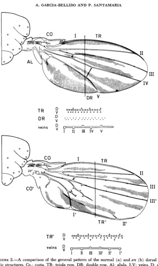 FIGURE %-A of thoracic structures. Co.: costa, TR: triple row, DR: double row, Al: alula, V: ventral