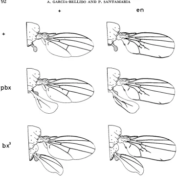 FIGURE 3.-Schematic in the genetic combinations representation of the dorsal mesothoracic and metathoracic structures of en with bz3 and pbz mutants, 