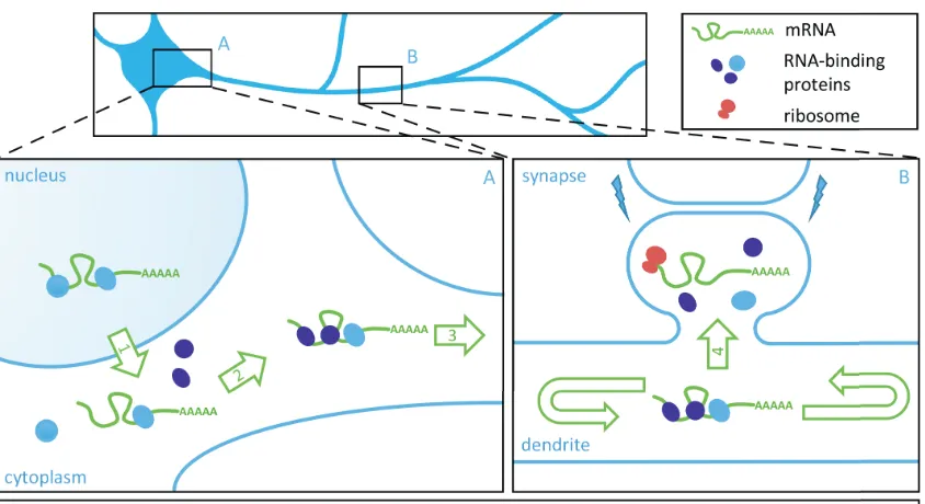 Figure 1.1: Model of neuronal mRNA transport and local translation at synapses. Insets A and B represent the soma (A) and dendritic compartment (B) of a schematic neuron
