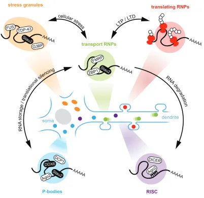 Figure 1.2: Schematic overview of representative examples of known mRNA granules in neurons