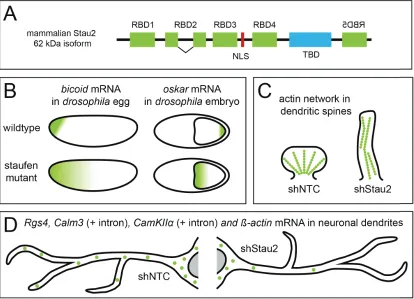 Figure 1.3: The role of the double-stranded RNA-binding protein Staufen2 (Stau2) in mRNA localization and dendritic spine morphogenesis