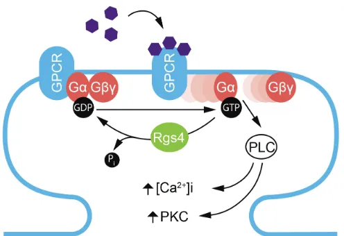 Figure 1.4: Schematically representation of G-protein coupled receptor (GPCR) activation and its regulation by Rgs4 at the postsynaptic site