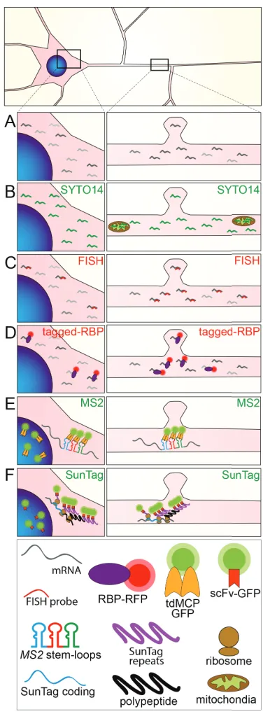 Figure 1.5: Methods to study mRNA granule transport and local translation. 