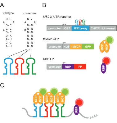Figure 1.6: The MS2-system for RNA live-cell imaging. Schematic representation of conventional DNA expression cassettes making use of the MS2-system for RNA live-cell imaging and the corresponding mRNA MS2 reporter and fluorescently labeled proteins (MCP-G