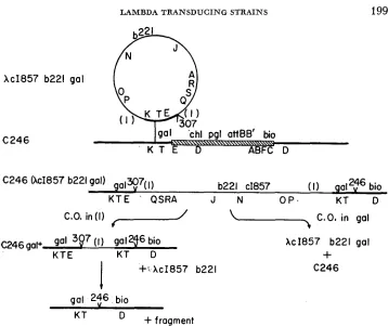 FIGURE Ei.-Lysogenization the strain number: 246. Heavy lines denote bacterial genetic material