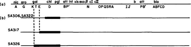 FIGURE 1.-Orientation dine diphosphogalactose Cepimerase, the operator-promoter proximal gene in the galactose op- prophage were to eron; chlA,chlD thesis; nonsense (am) mutations