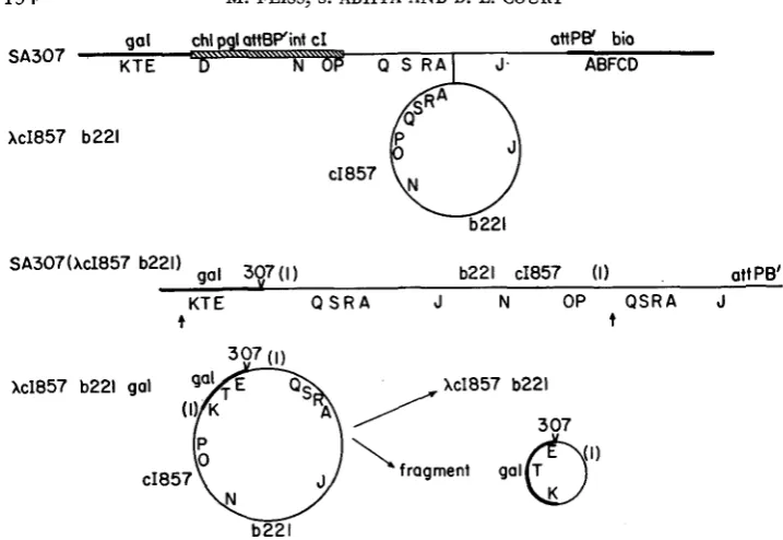 FIGURE 2.-Lysogenization region rows) with the hatched bar bination strain number: and identical stretches of of SA307 by XcI857b221